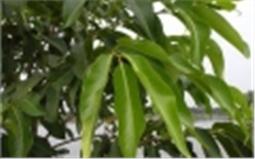 Vối: thanh nhiệt, mát huyết